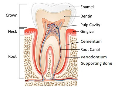 No Caries, Then Why Root Canal..???